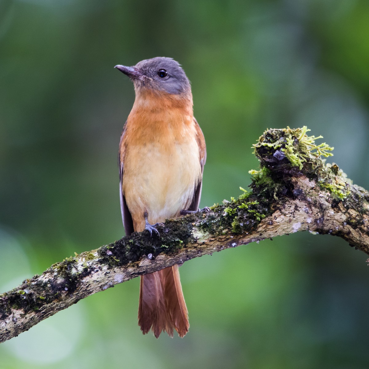 Rufous-tailed Attila - ML620213072