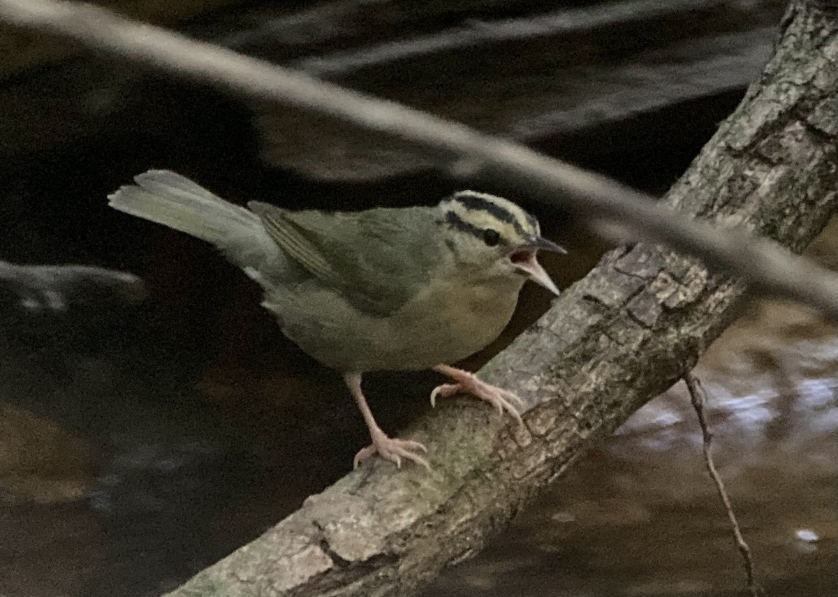 Worm-eating Warbler - Barry Zimmer