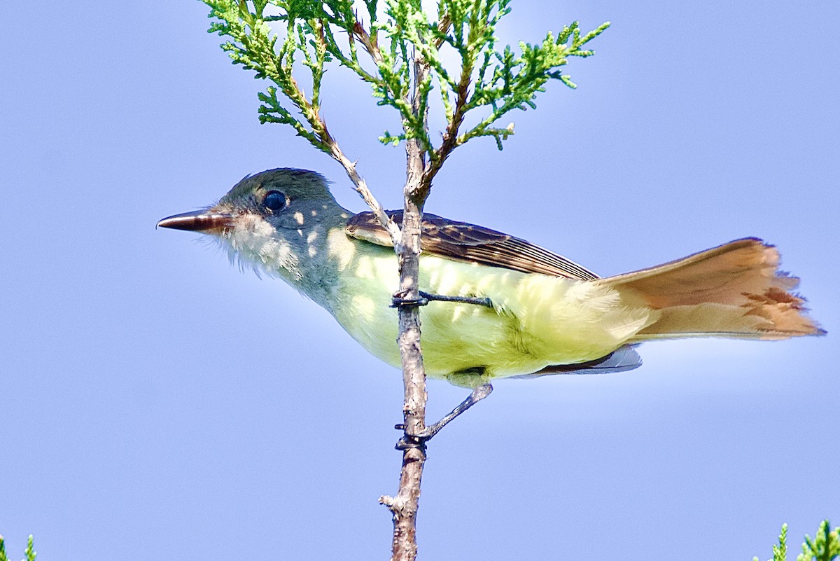Great Crested Flycatcher - ML620213085