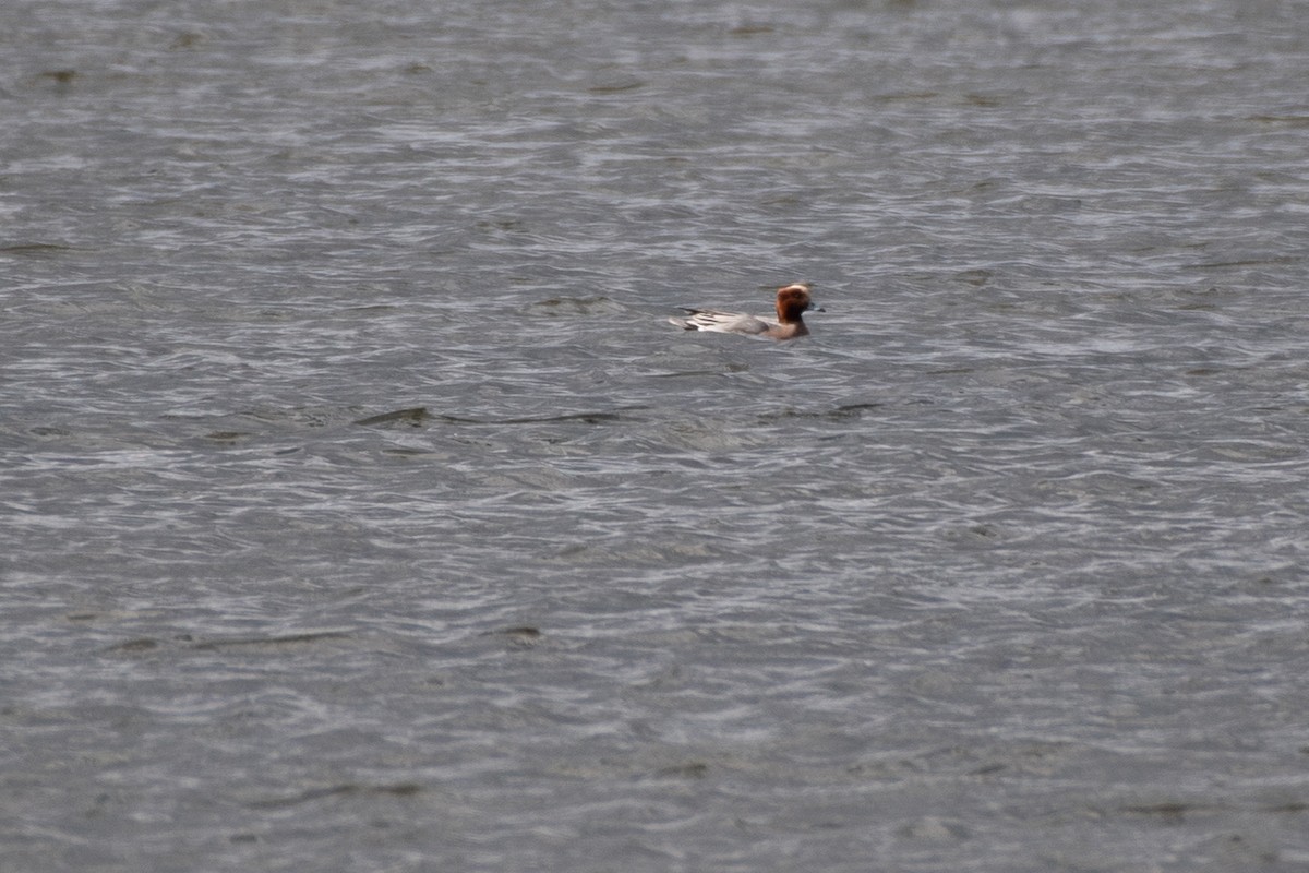 Eurasian Wigeon - ML620213100