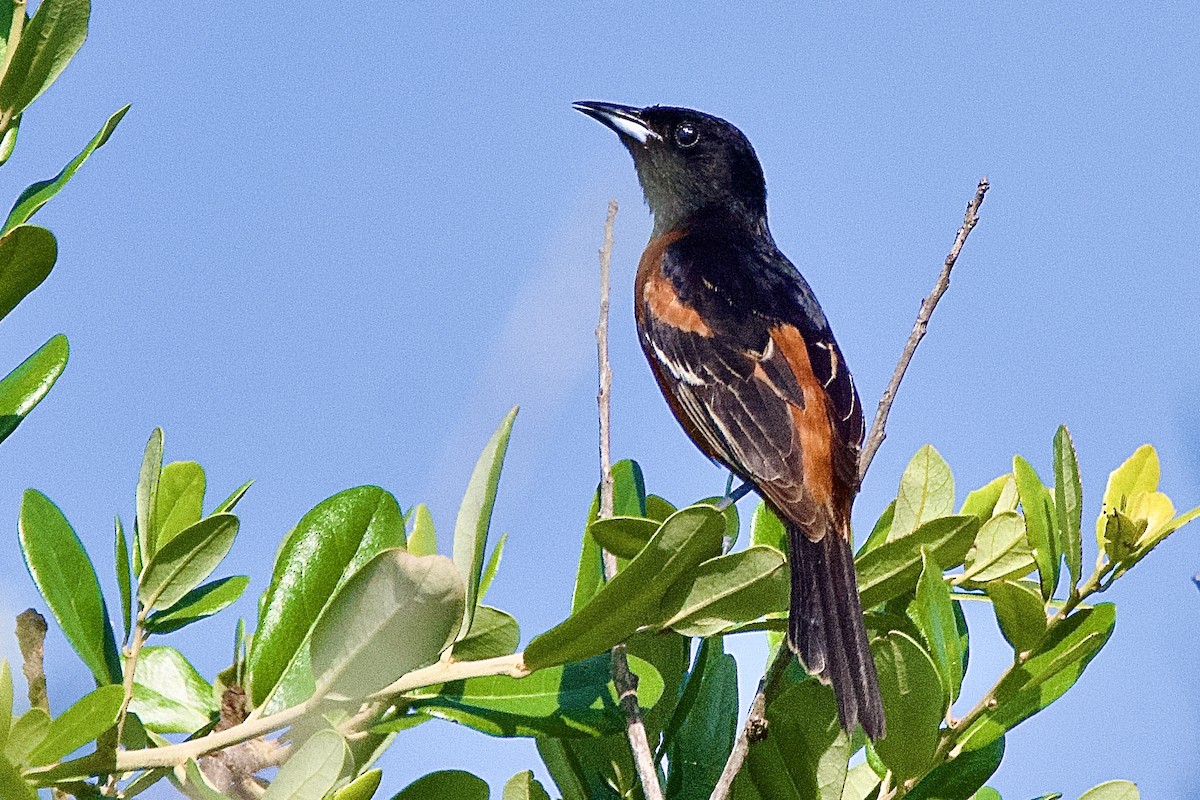 Orchard Oriole - ML620213106