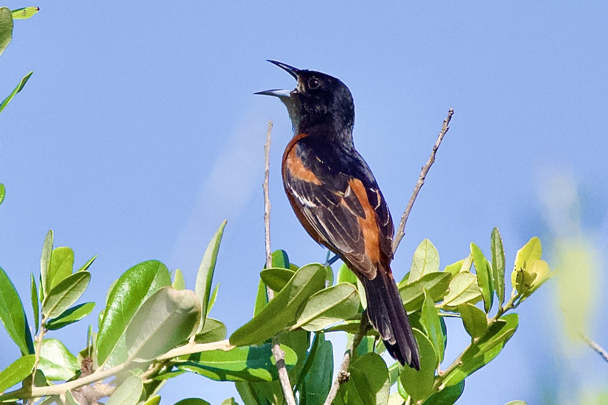 Orchard Oriole - ML620213107