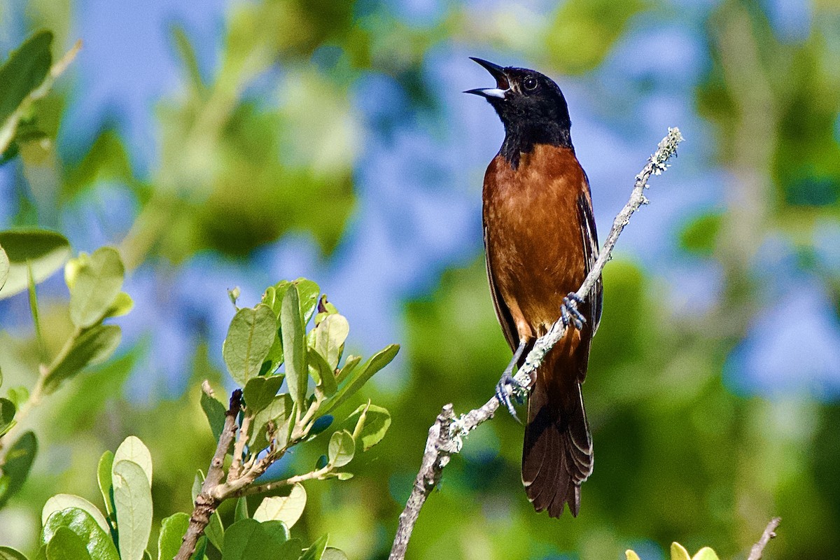 Orchard Oriole - ML620213108