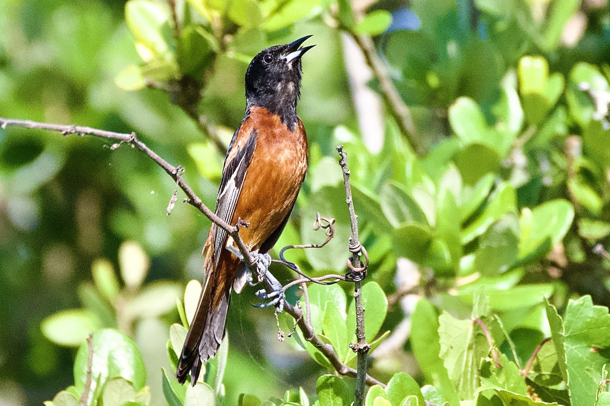 Orchard Oriole - ML620213109
