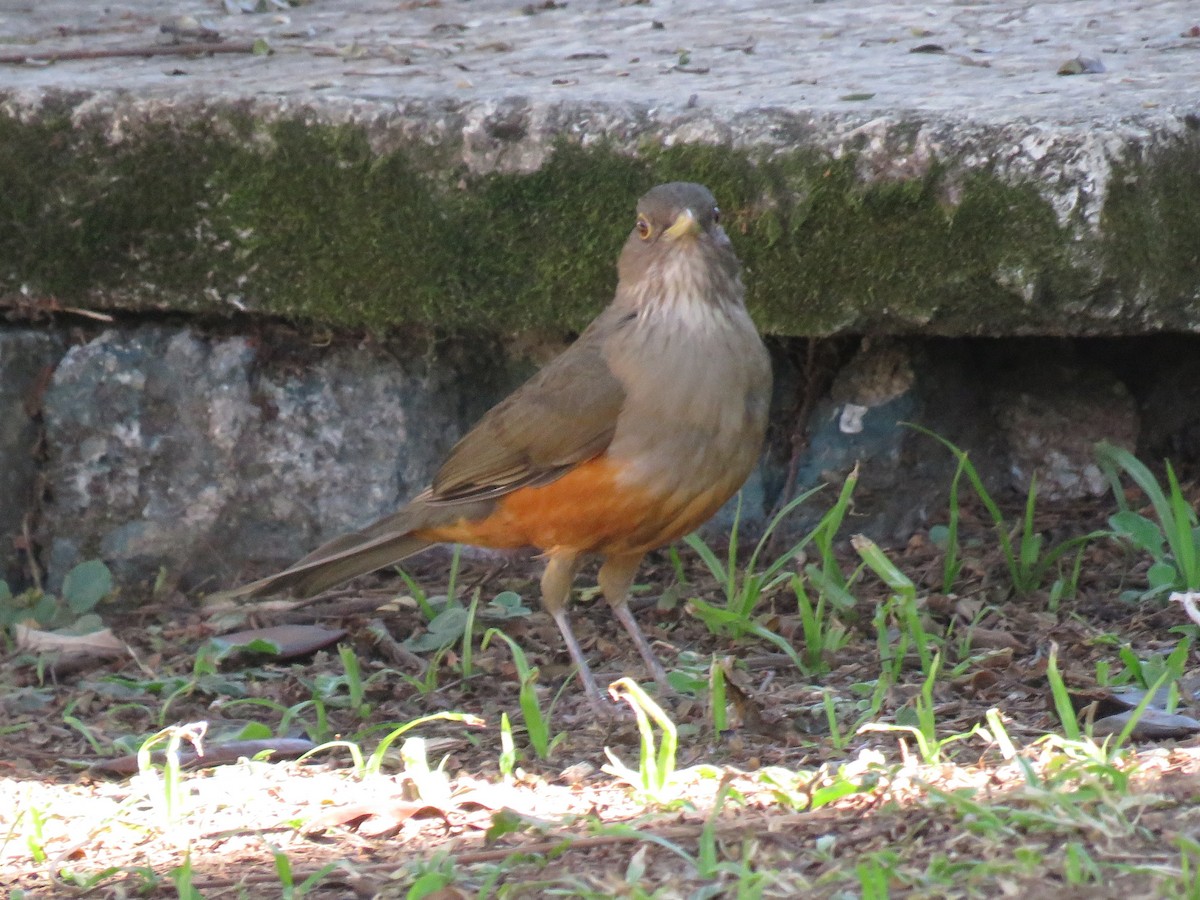 Merle à ventre roux - ML620213110