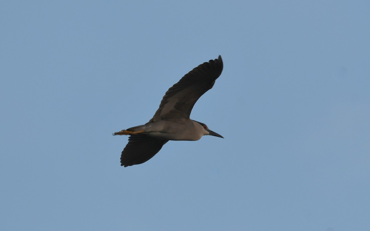 Black-crowned Night Heron - ML620213111