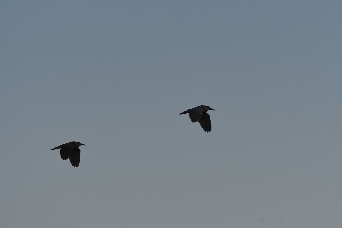 Black-crowned Night Heron - ML620213112