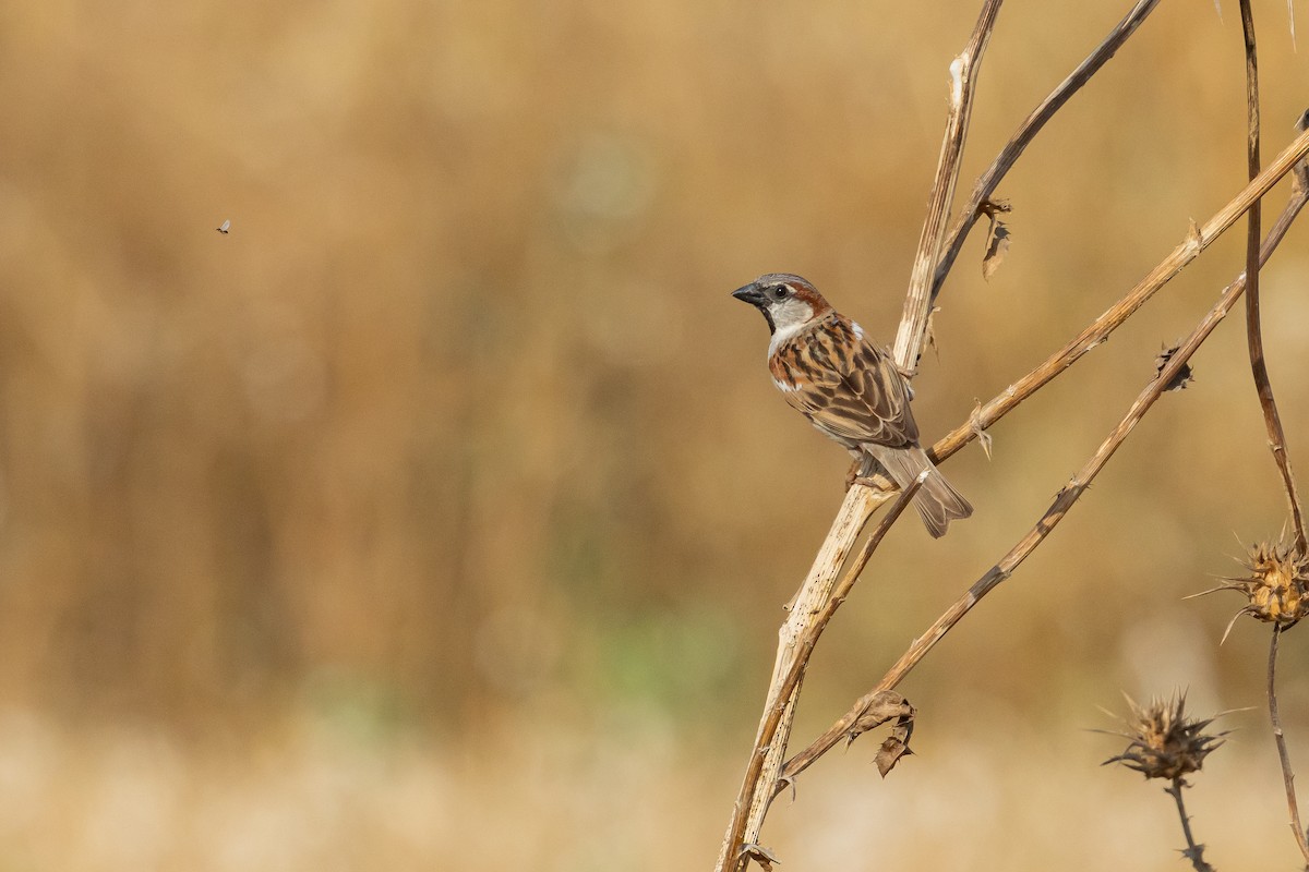 House Sparrow - ML620213124