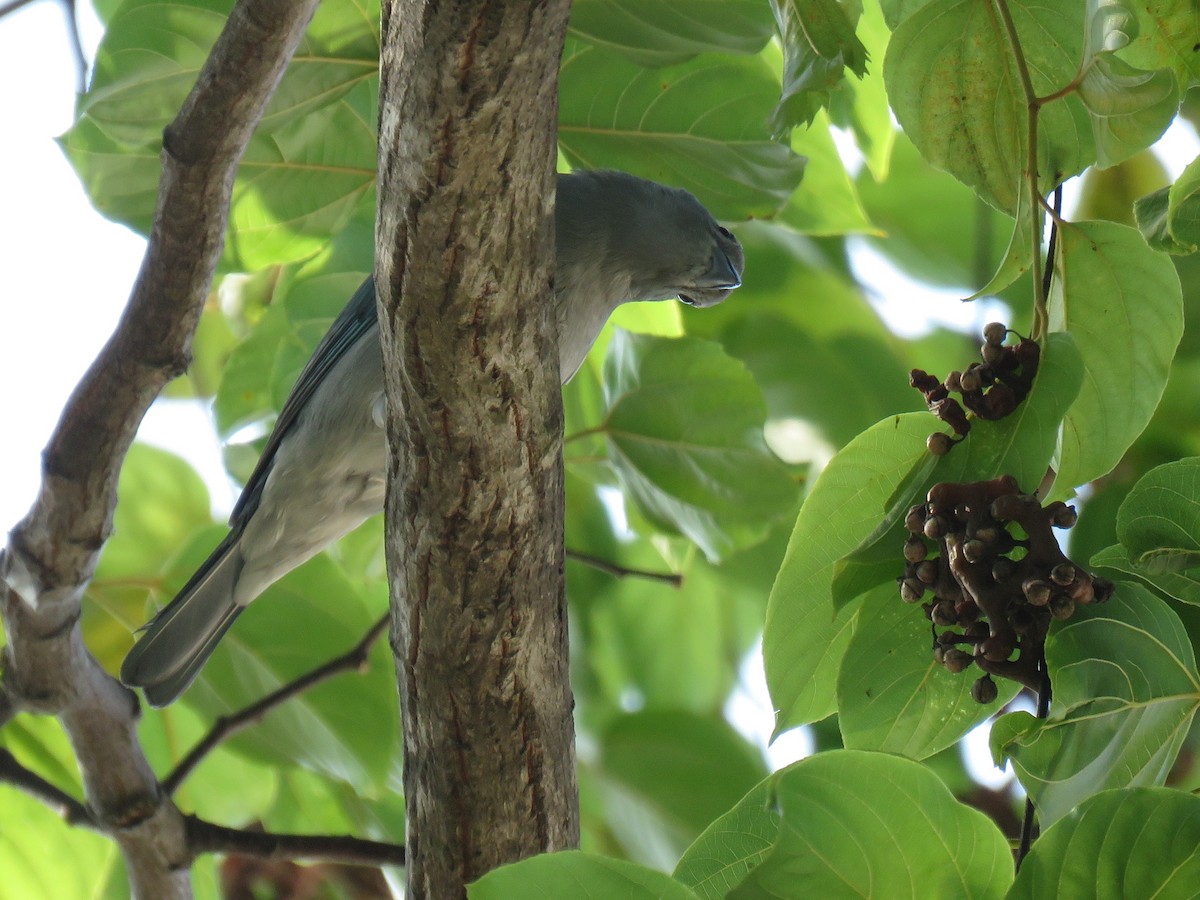 Sayaca Tanager - ML620213134