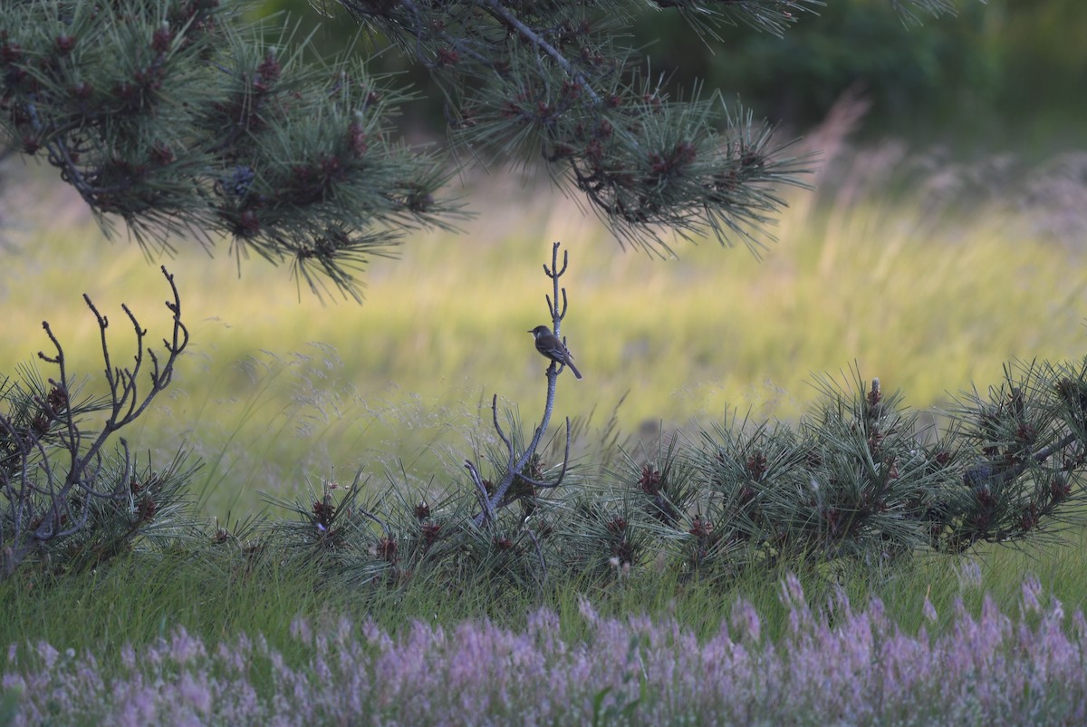 Eastern Wood-Pewee - ML620213140