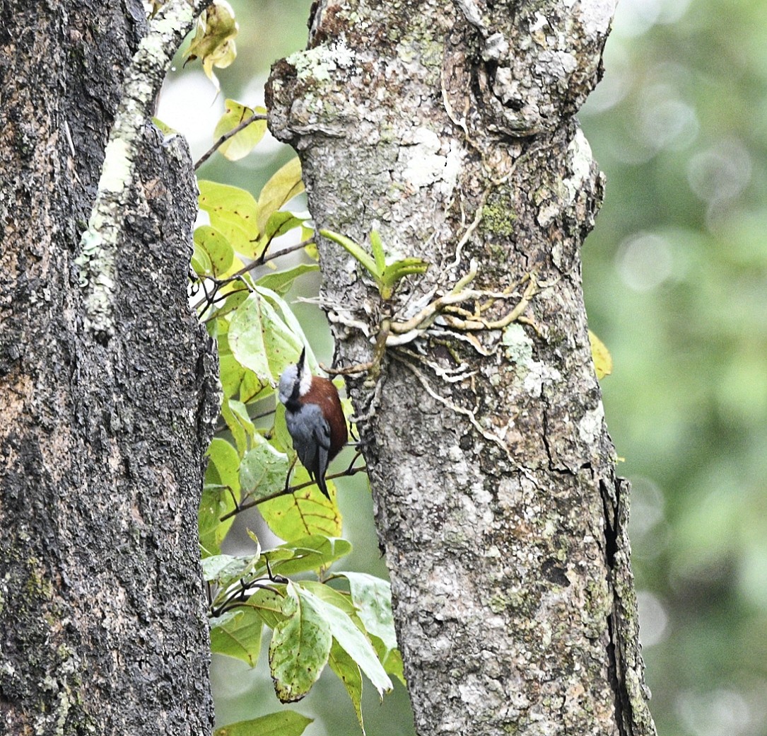 Indian Nuthatch - ML620213151