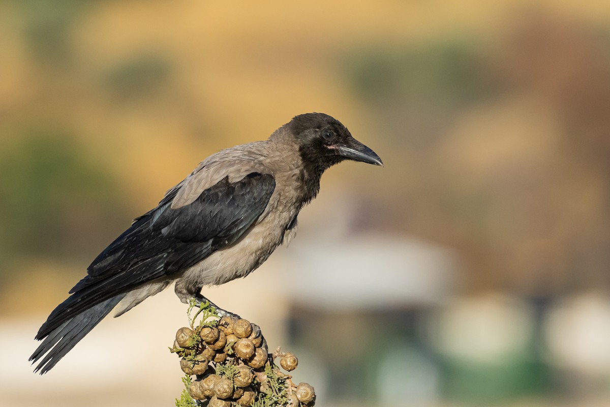 Hooded Crow - ML620213153