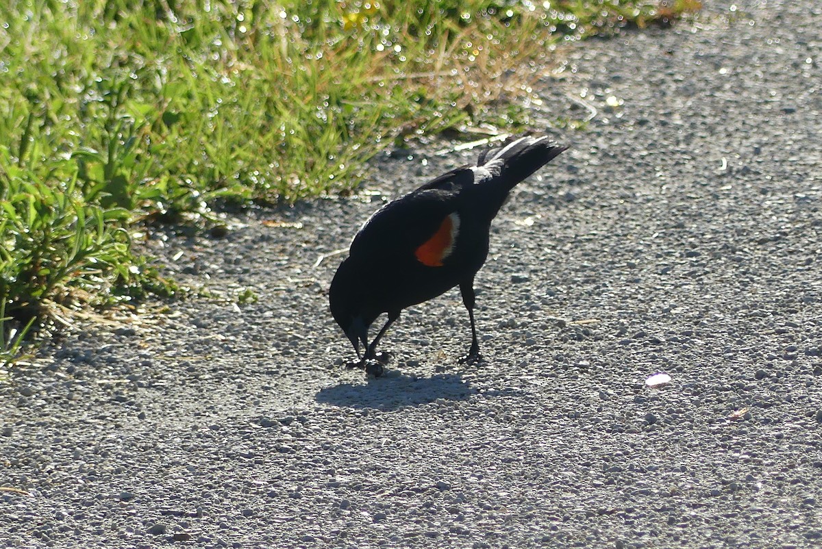 Red-winged Blackbird - ML620213158