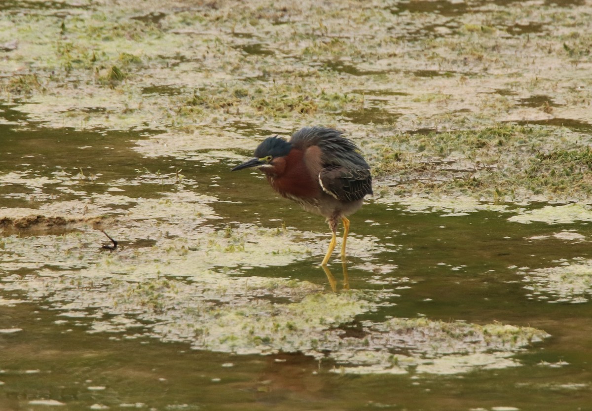 Green Heron - ML620213166