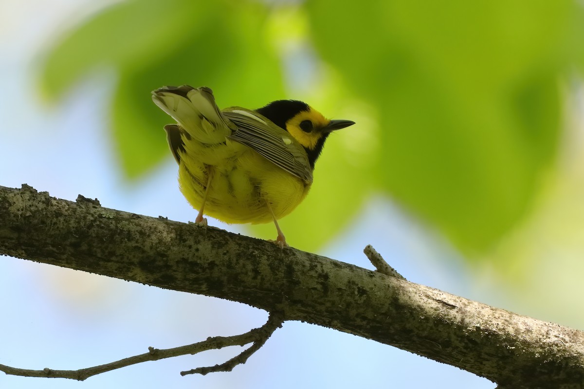 Hooded Warbler - ML620213171