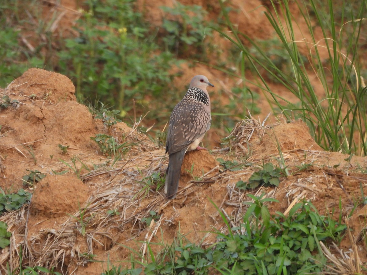 Spotted Dove - ML620213181