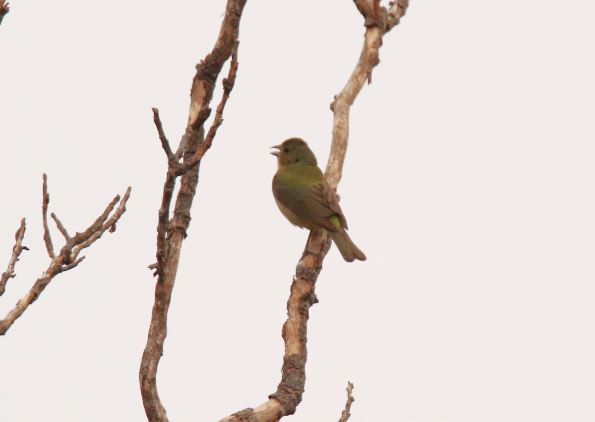 Painted Bunting - ML620213193