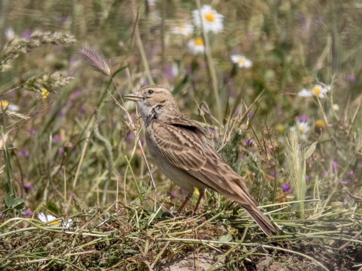 Greater Short-toed Lark - Hugo Schlenker