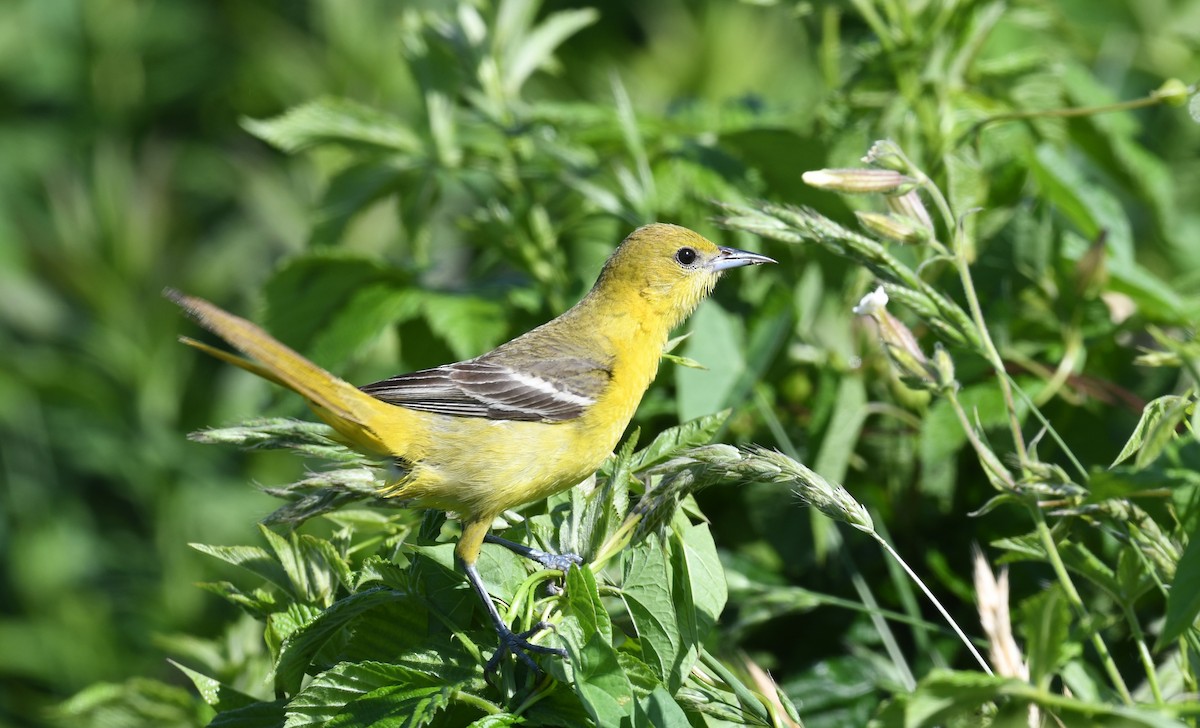 Orchard Oriole - ML620213202