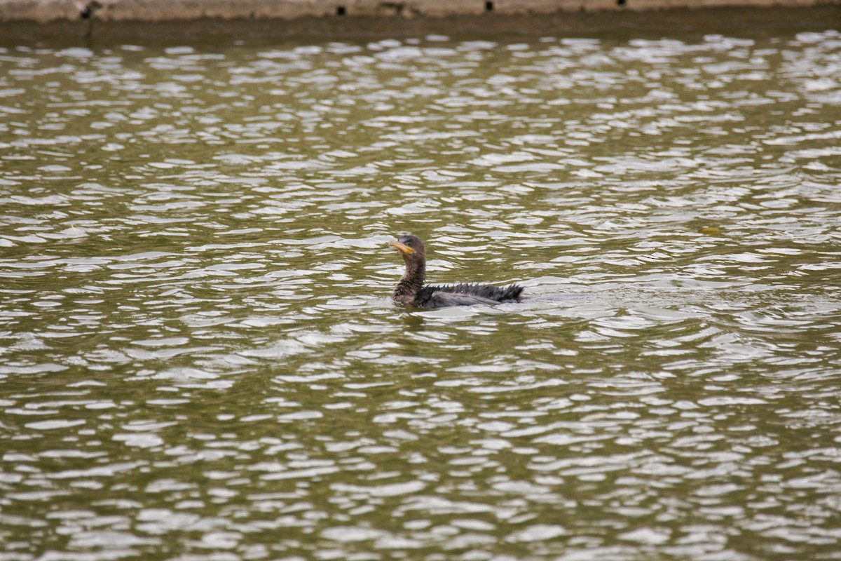 Neotropic Cormorant - ML620213205