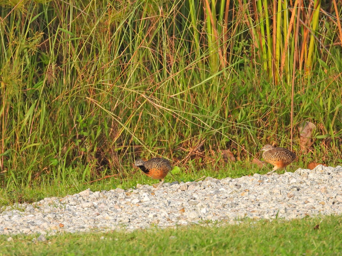 Barred Buttonquail - ML620213209