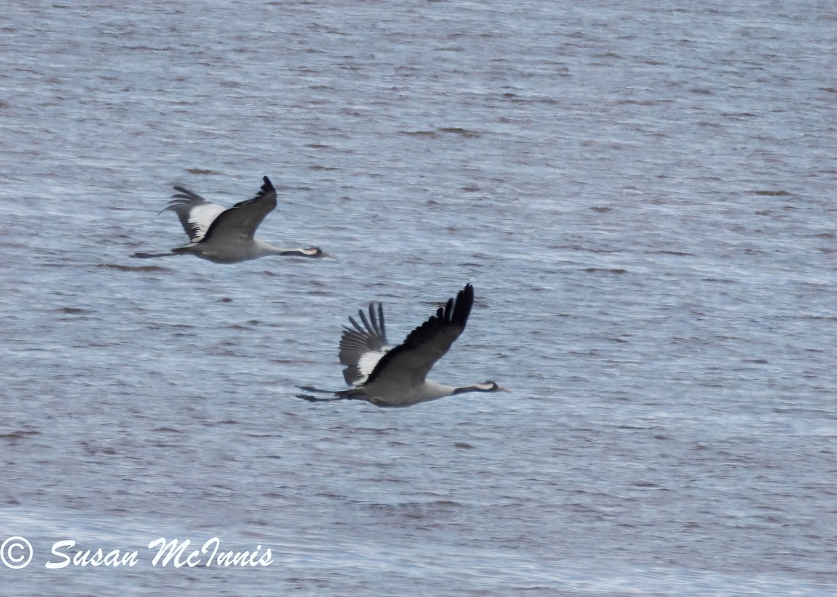 Common Crane - ML620213214