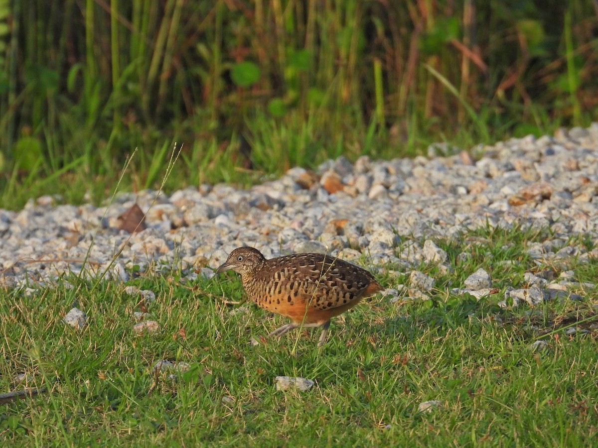 Barred Buttonquail - ML620213220