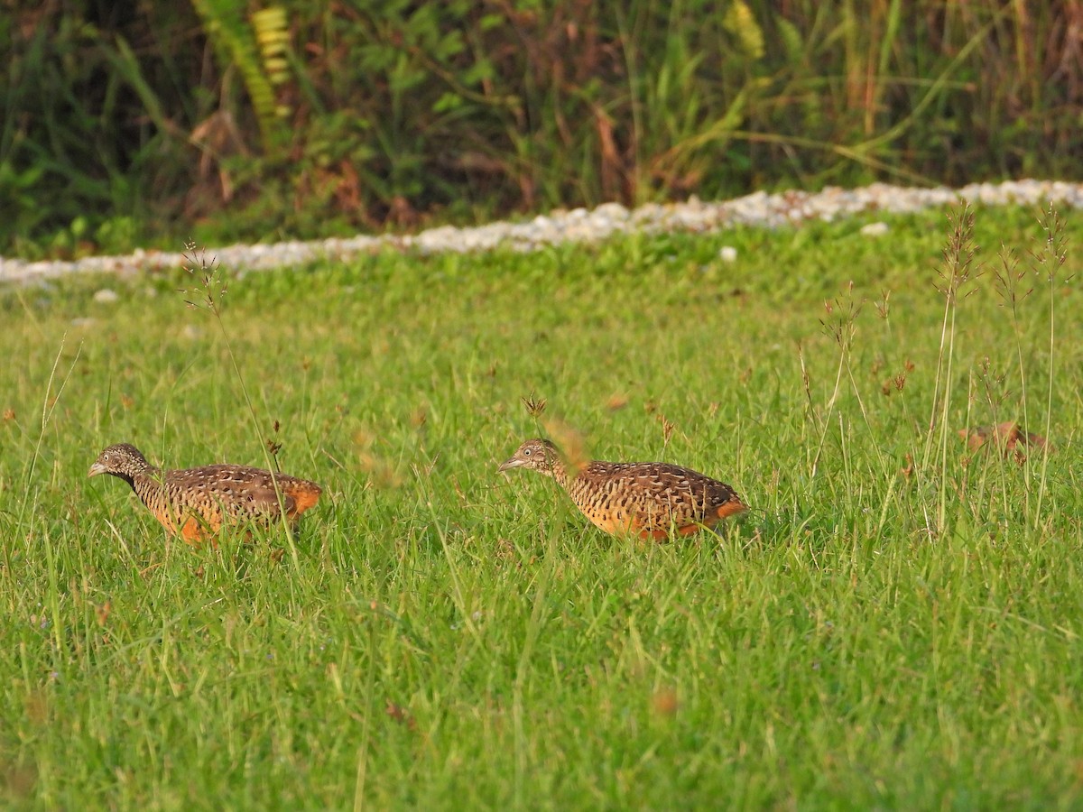 Barred Buttonquail - ML620213226