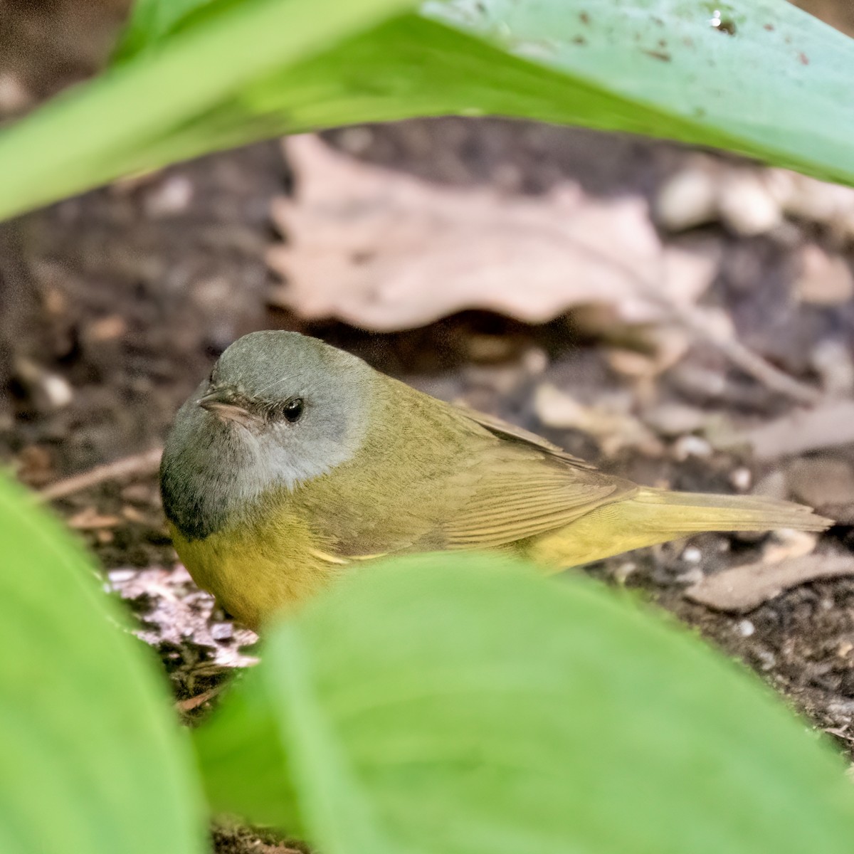 Mourning Warbler - ML620213234