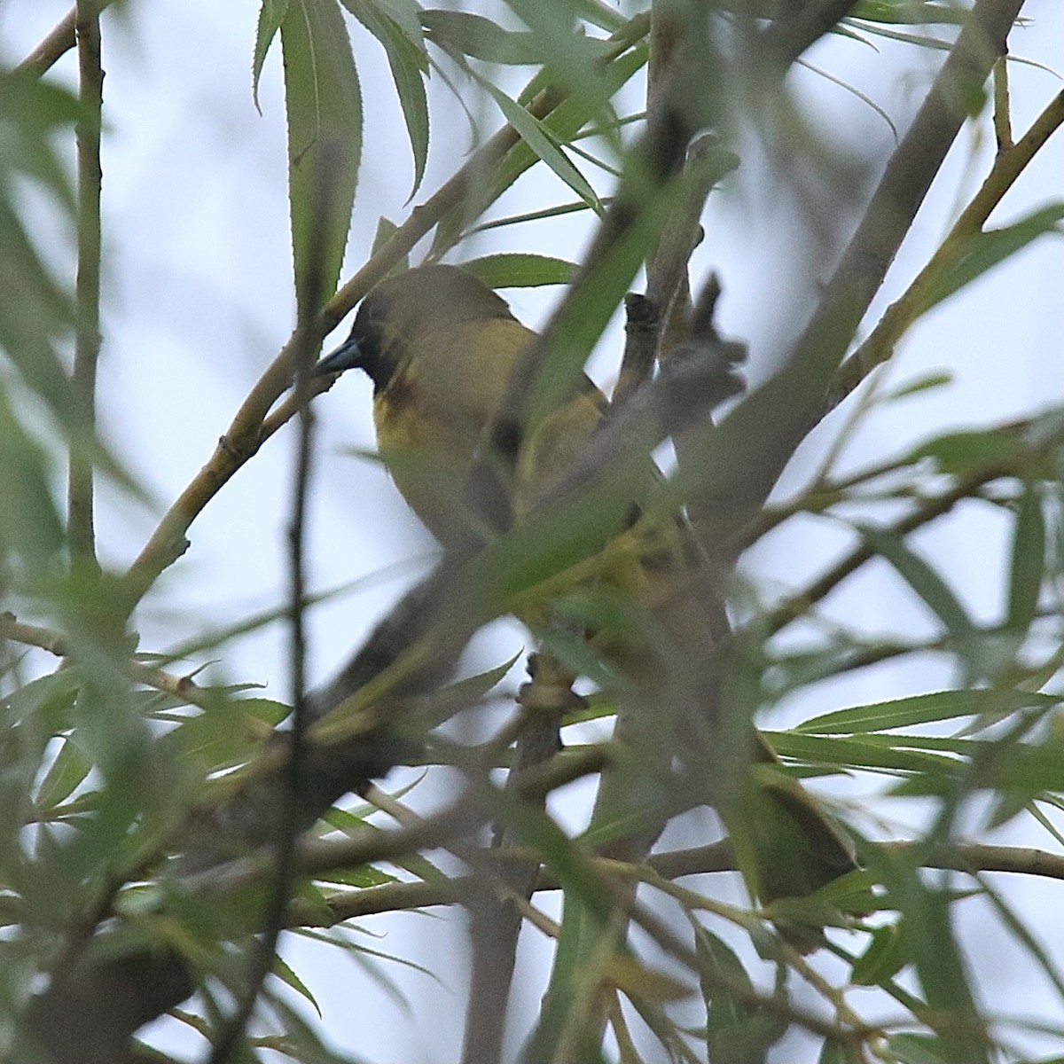 Orchard Oriole - ML620213236