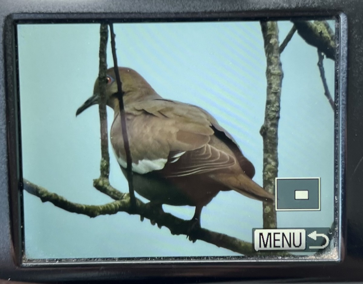 White-winged Dove - ML620213252