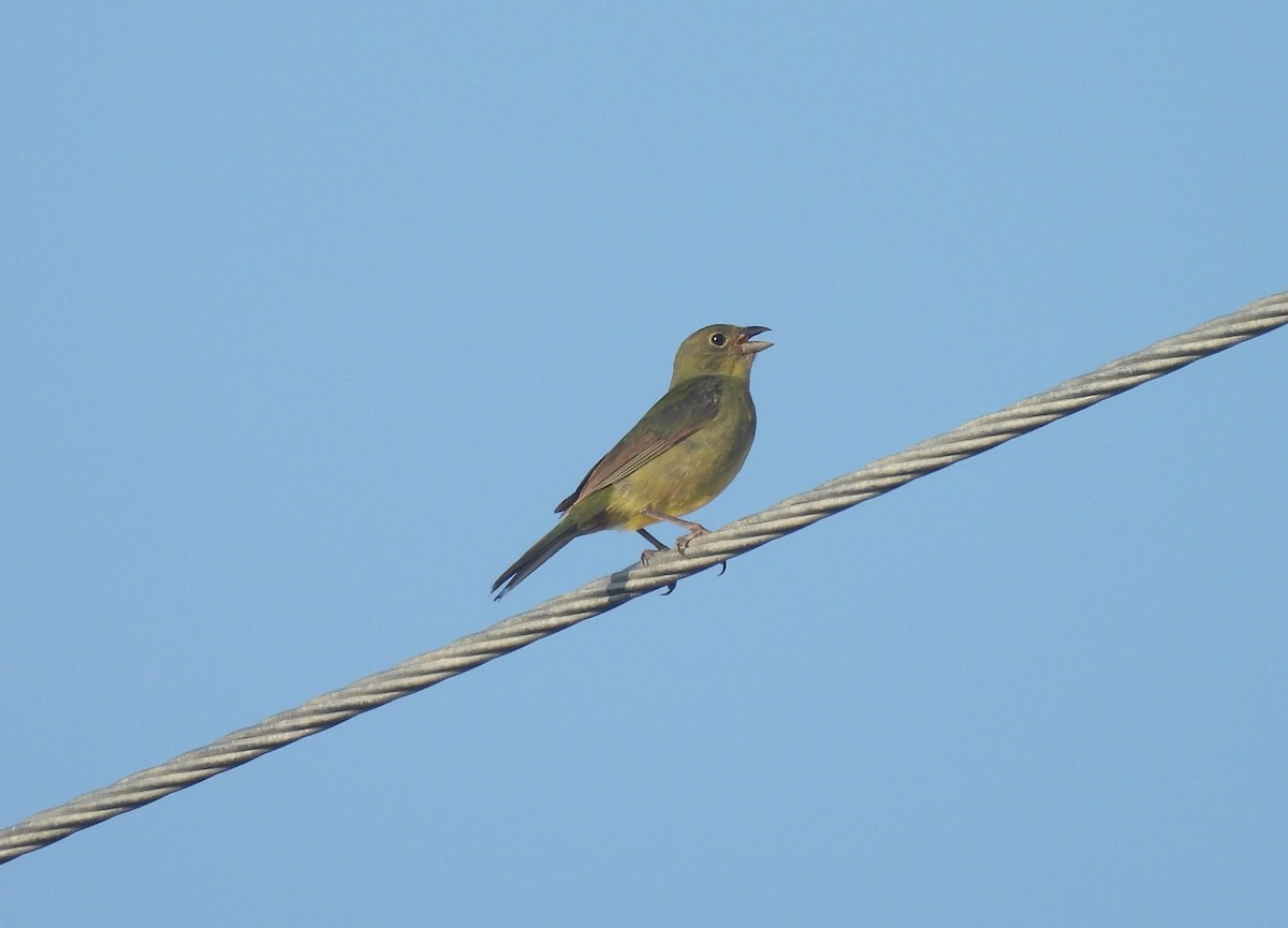 Painted Bunting - ML620213254