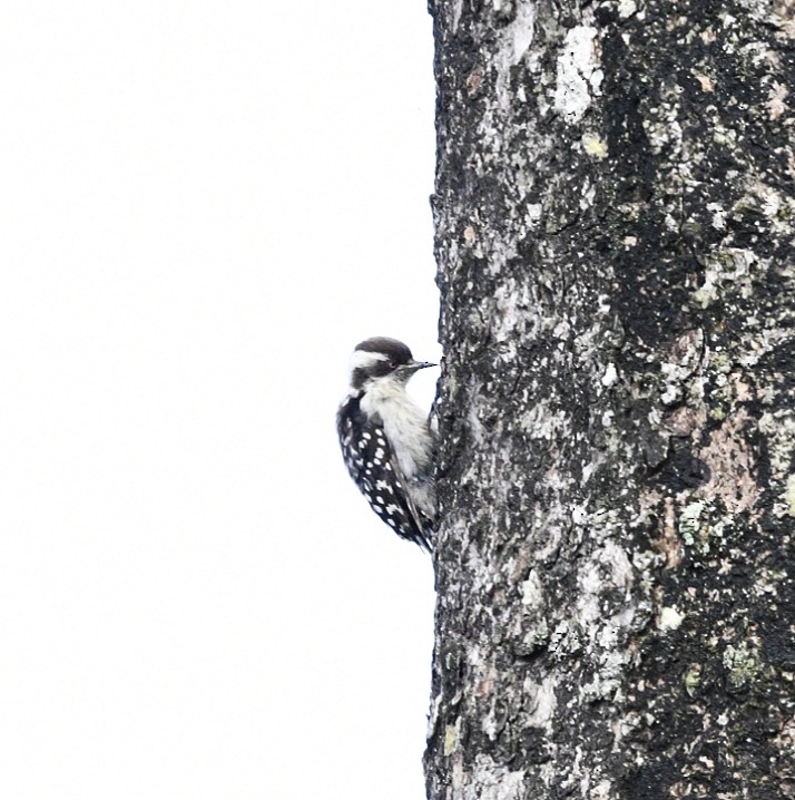 Brown-capped Pygmy Woodpecker - ML620213255