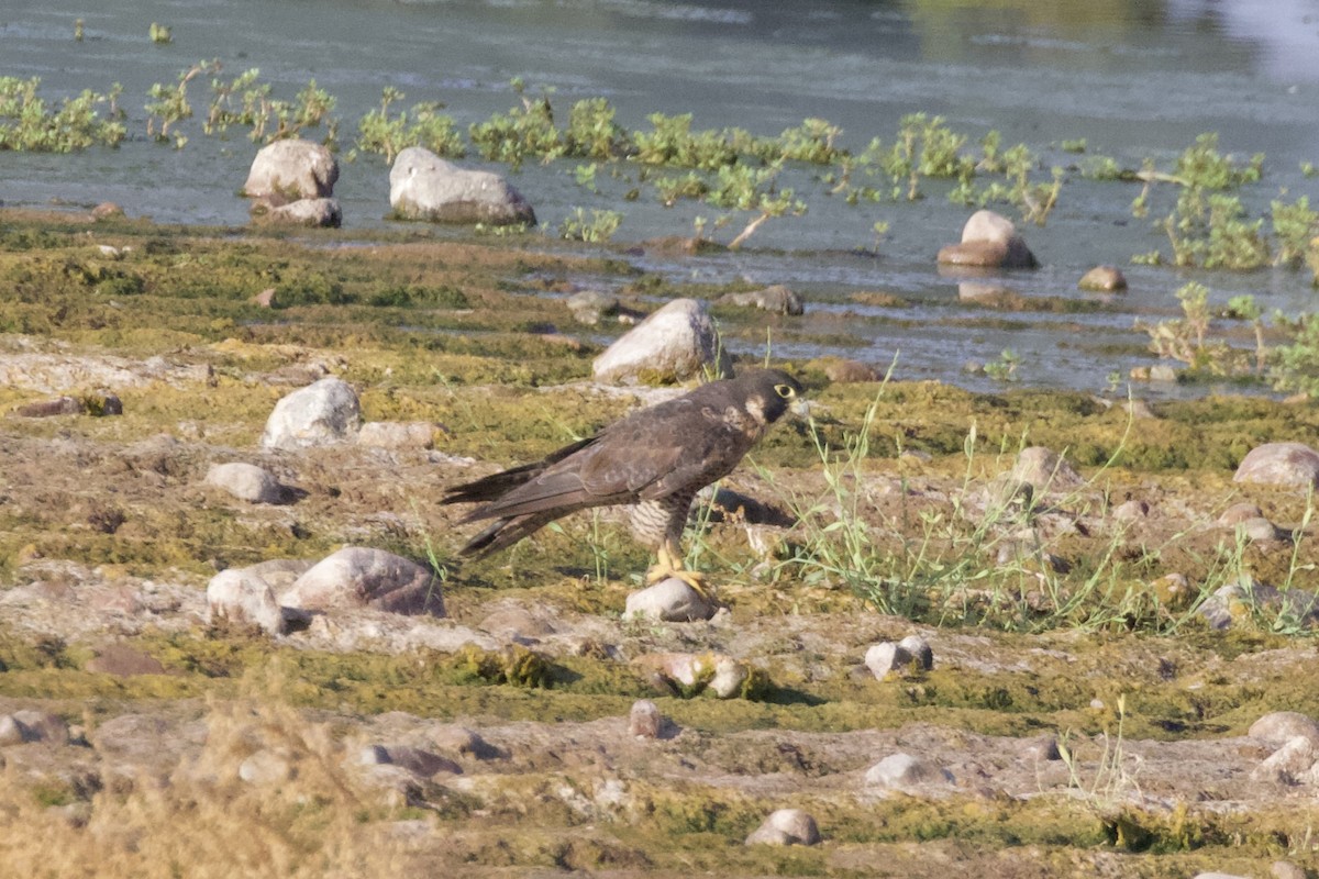 Peregrine Falcon - ML620213260