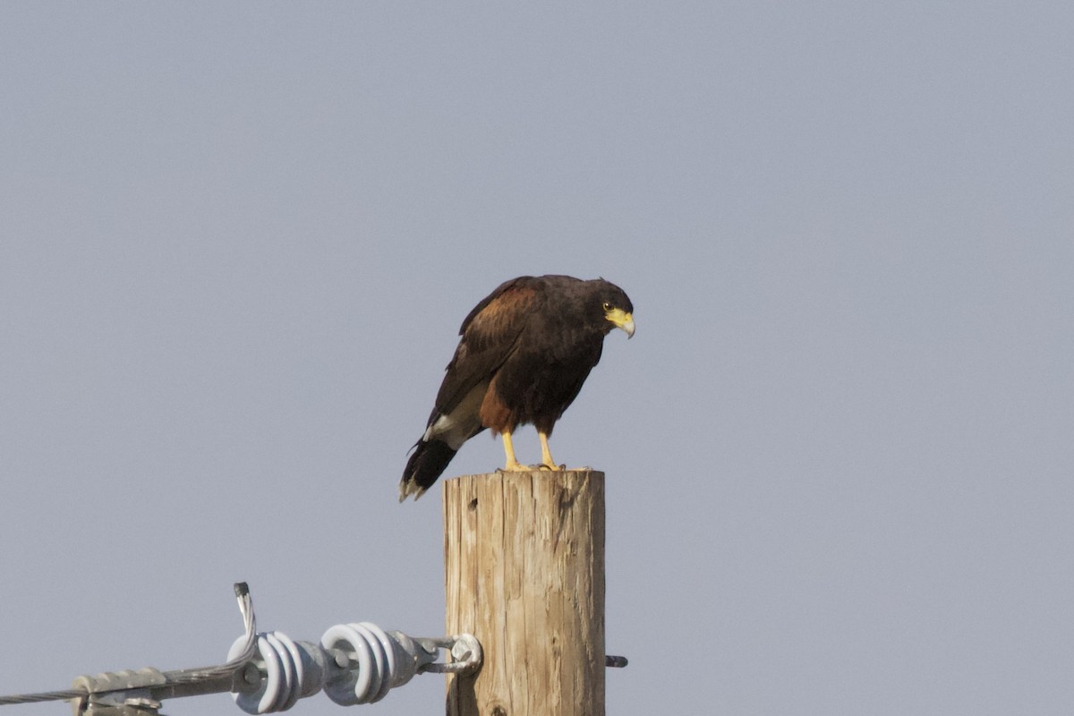 Harris's Hawk - ML620213264