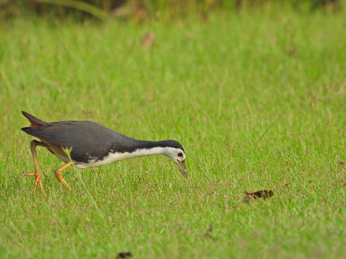 White-breasted Waterhen - ML620213276