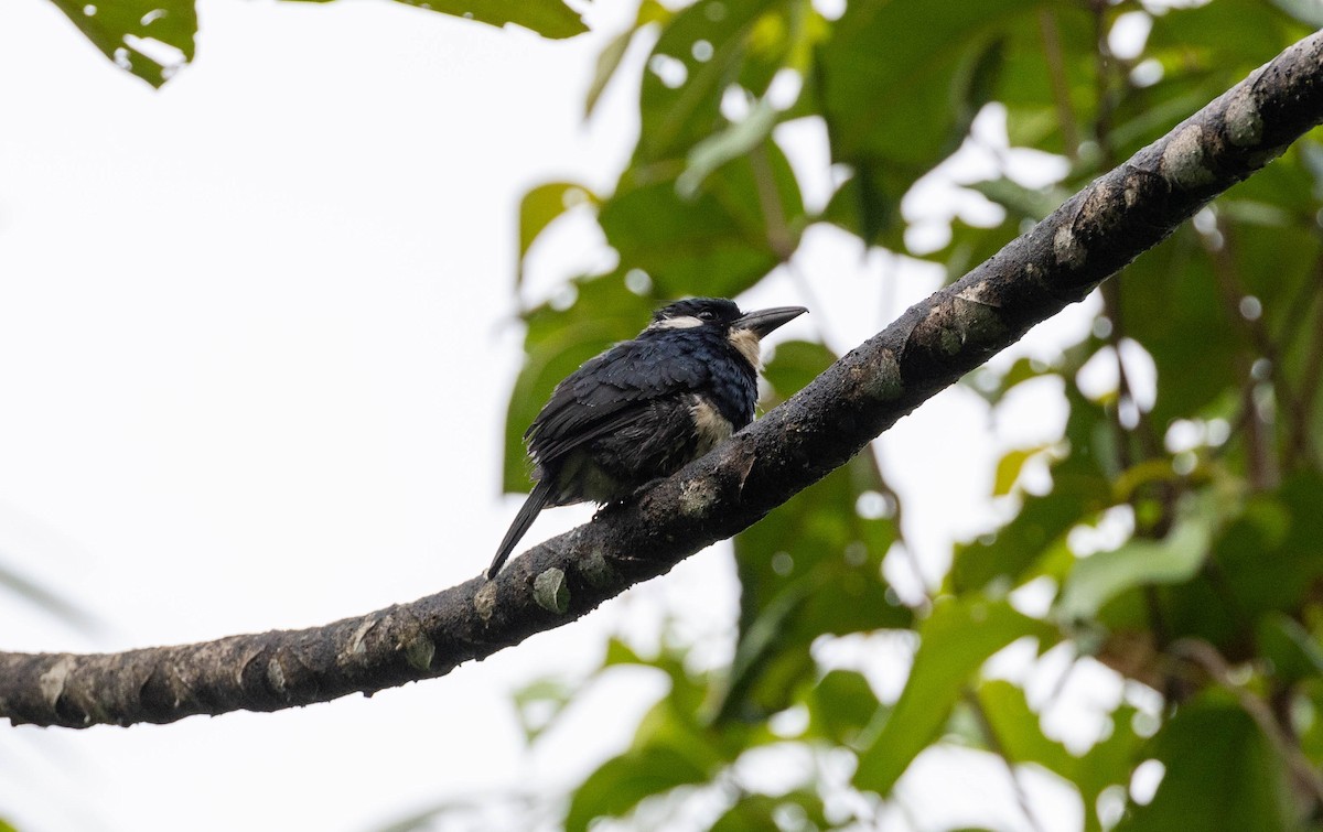 Black-breasted Puffbird - ML620213284