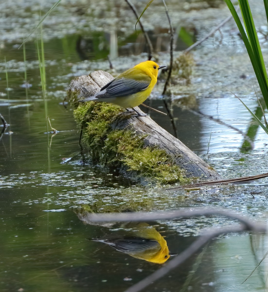 Prothonotary Warbler - ML620213294