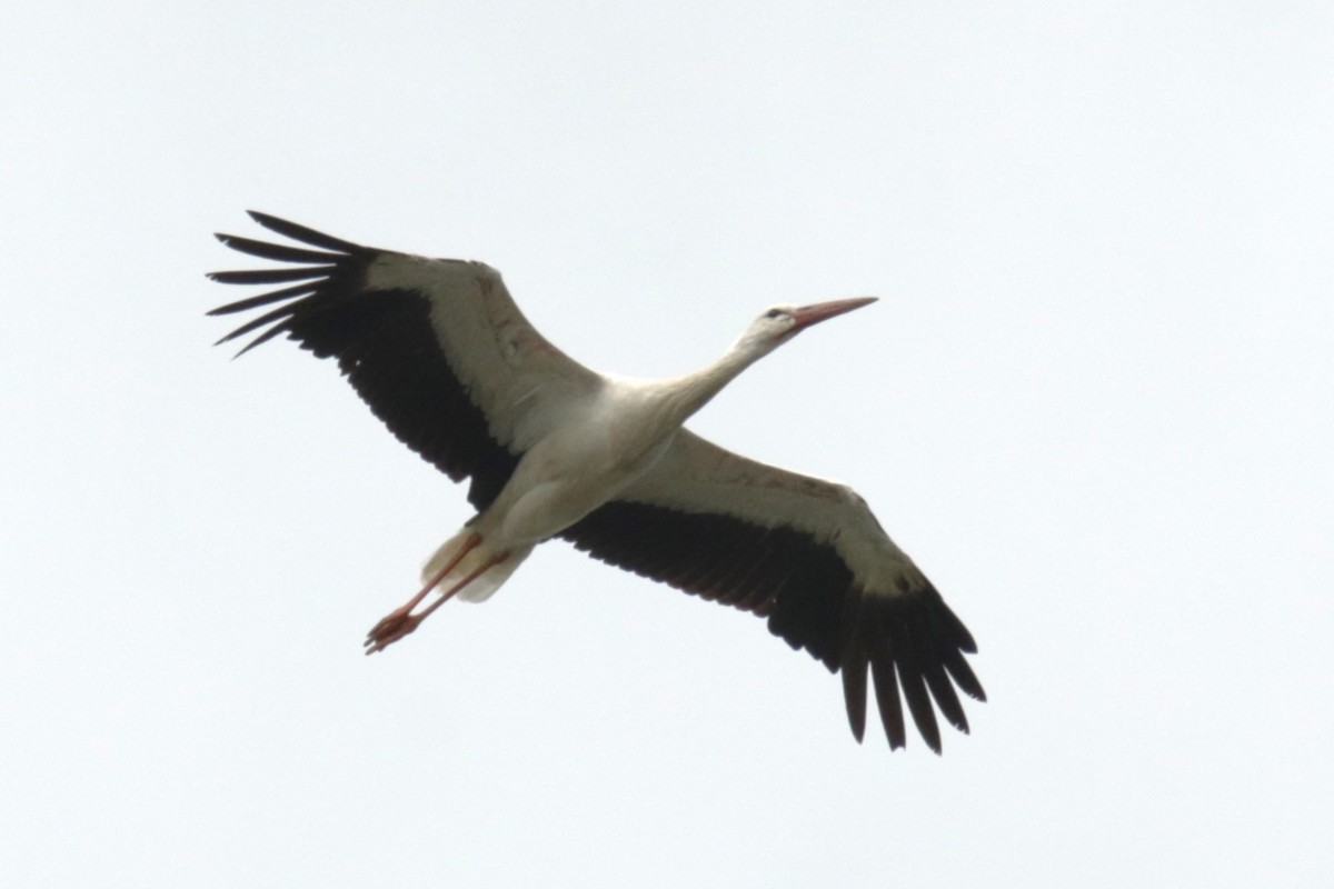 White Stork - ML620213309