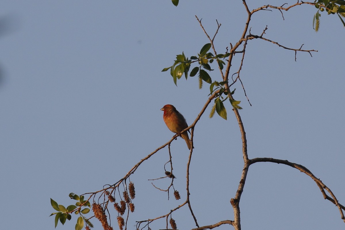 Common Rosefinch - ML620213316