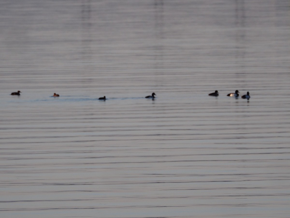 Greater Scaup - ML620213317