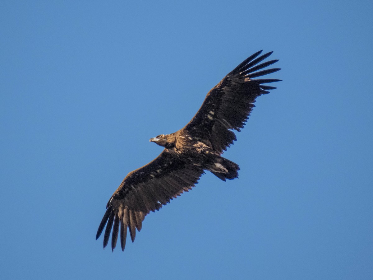 Cinereous Vulture - ML620213319