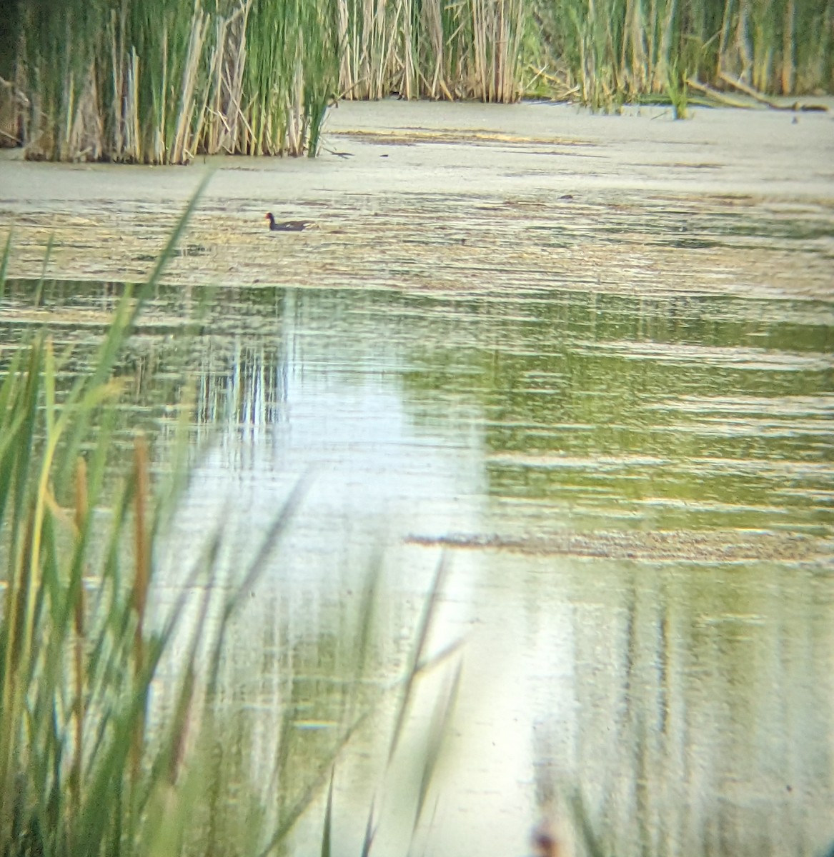 Gallinule d'Amérique - ML620213321