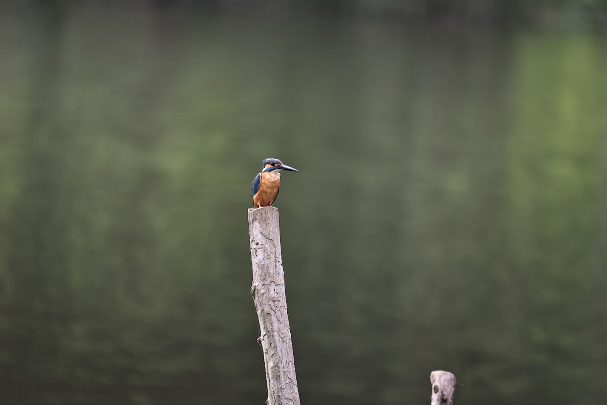 Common Kingfisher - ML620213323