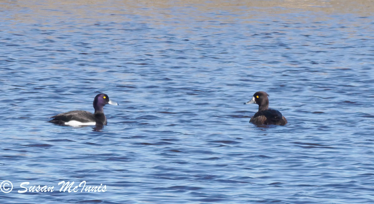 Tufted Duck - ML620213324
