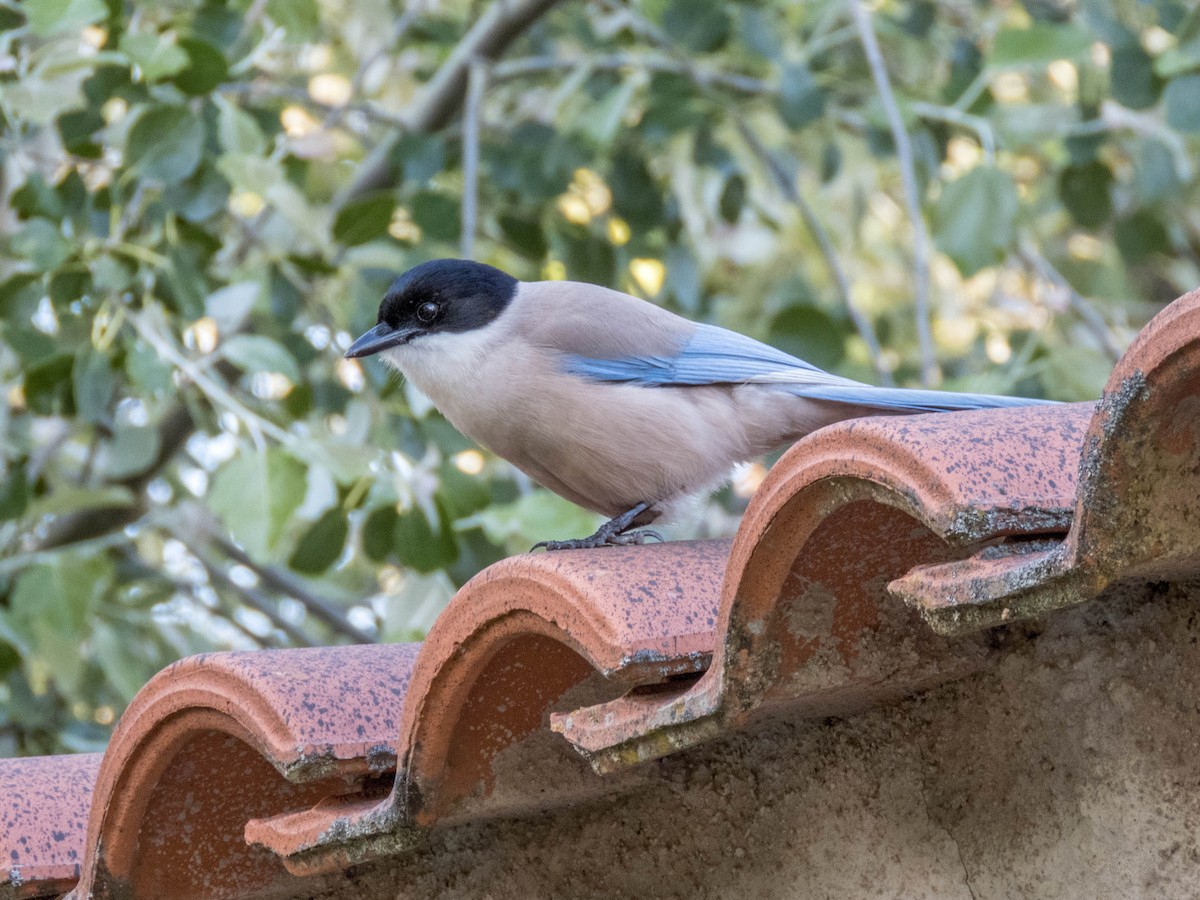 Iberian Magpie - ML620213327