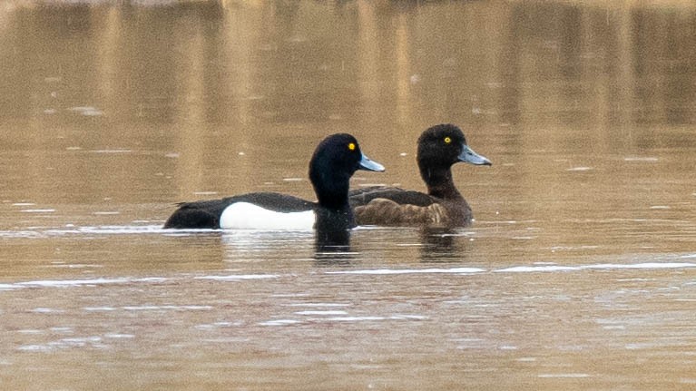 Tufted Duck - ML620213332