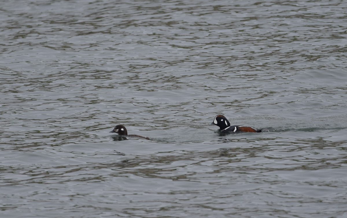 Harlequin Duck - ML620213334