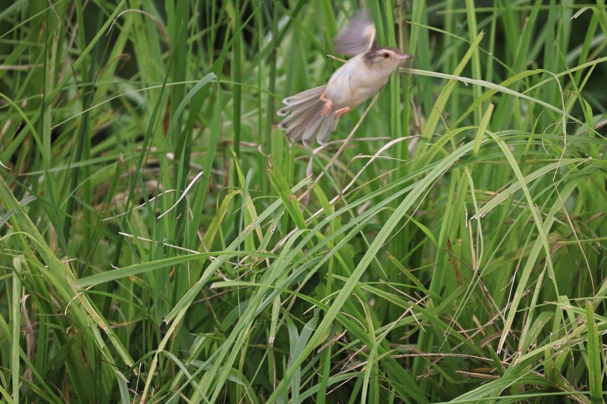 Plain Prinia - ML620213338