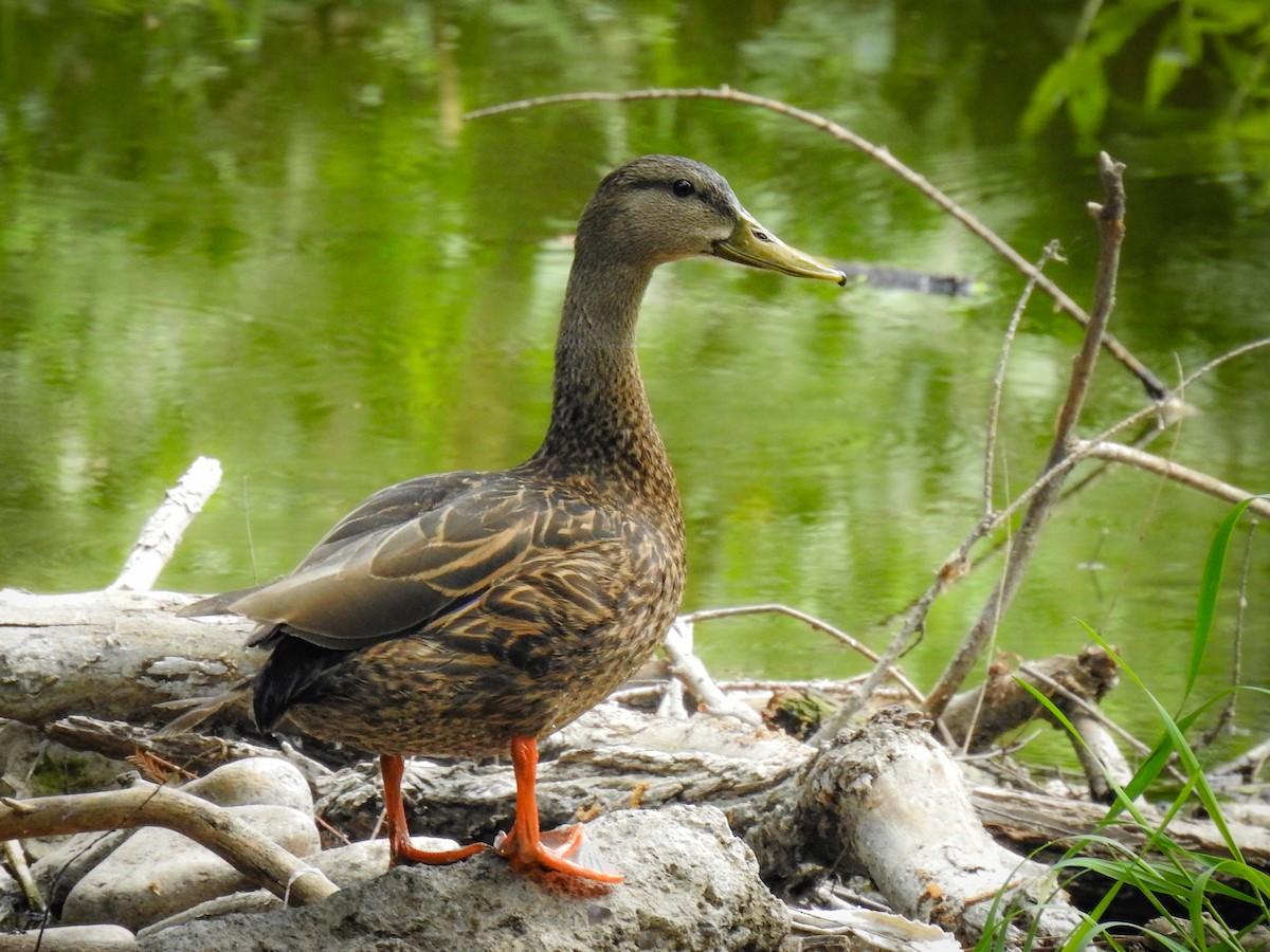 Mexican Duck - ML620213340